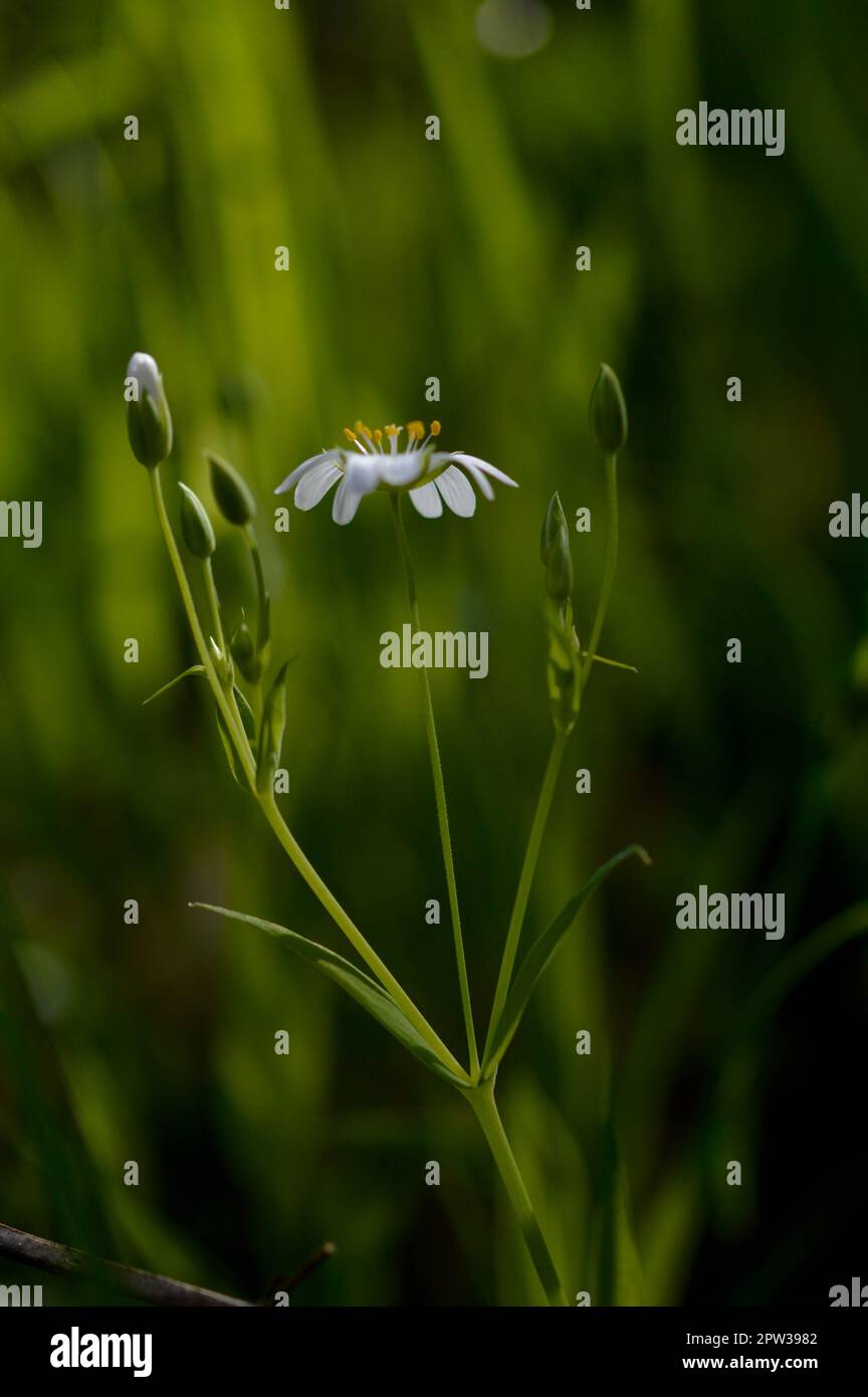 Rabelera maggiore punto di mosto di malto, piccolo fiore bianco in natura, primo piano. Foto a fiore verticale. Foto Stock