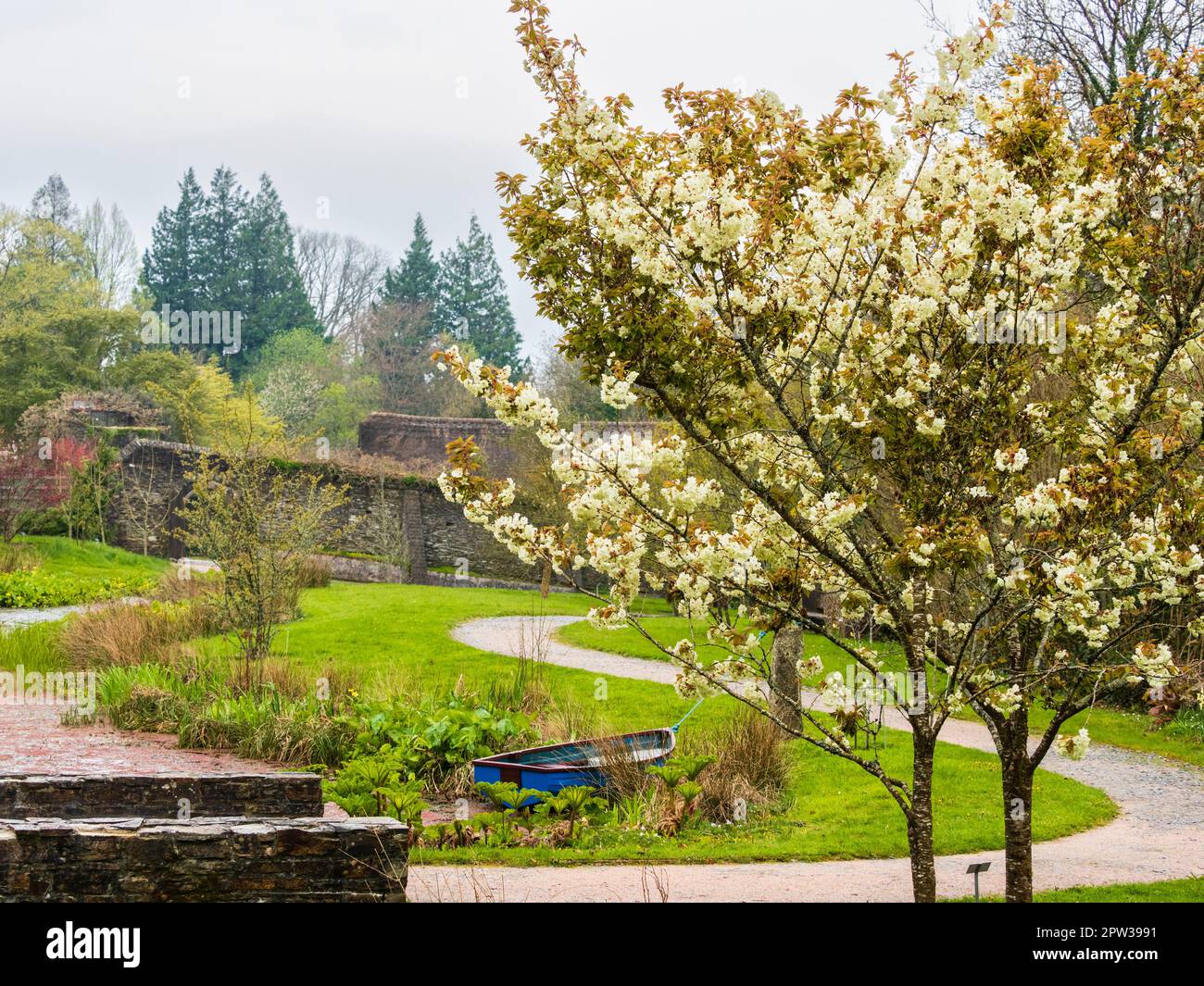 Ciliegia ornamentale fiorita, Prunus 'Ukon' fiorita nell'arboreto presso la Garden House, Buckland Monachorum, Devon, Regno Unito Foto Stock