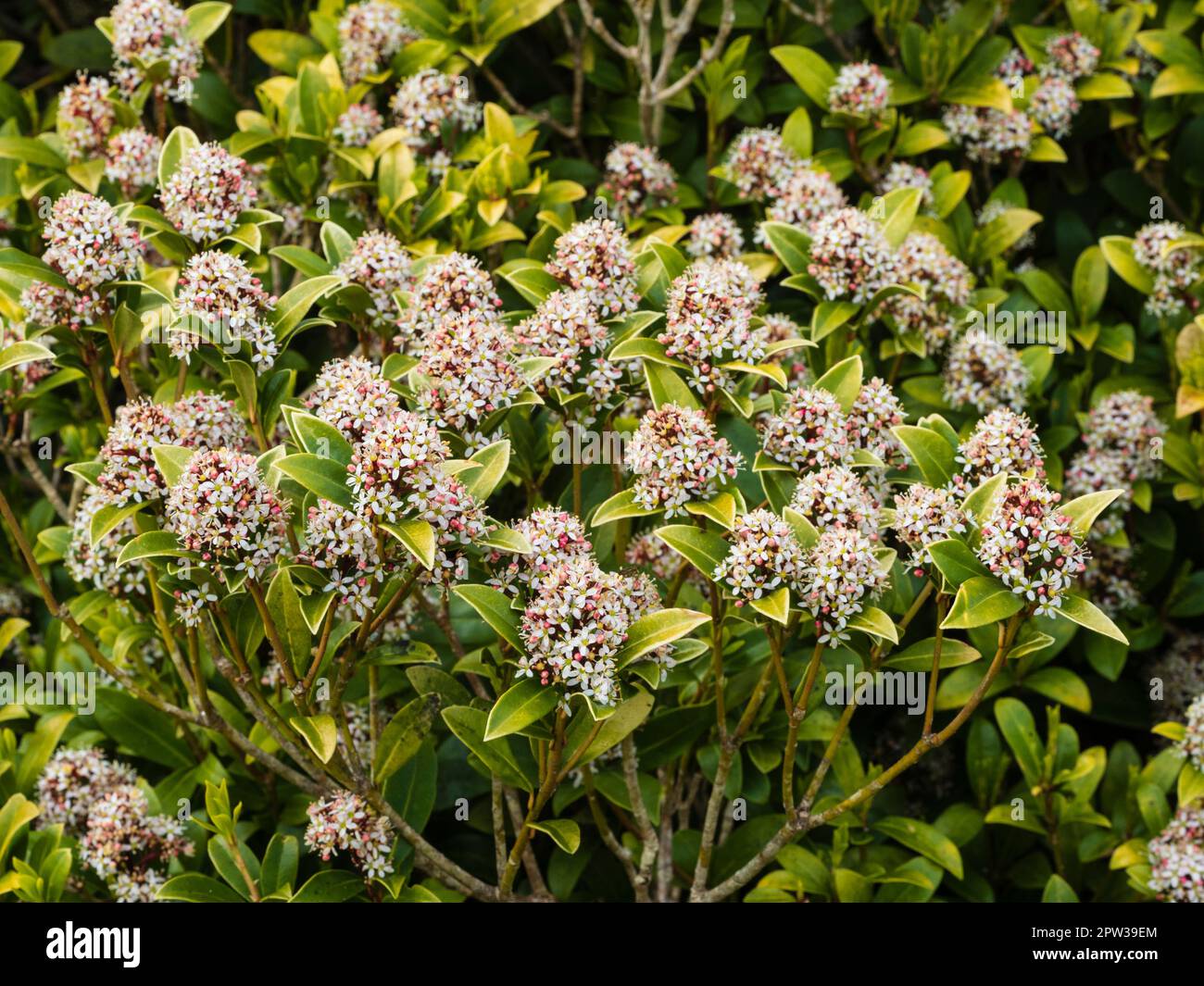 Teste di fiori massaggiate dell'arbusto sempreverde a fiori primaverili, Skimmia japonica 'Ruby Dome' Foto Stock