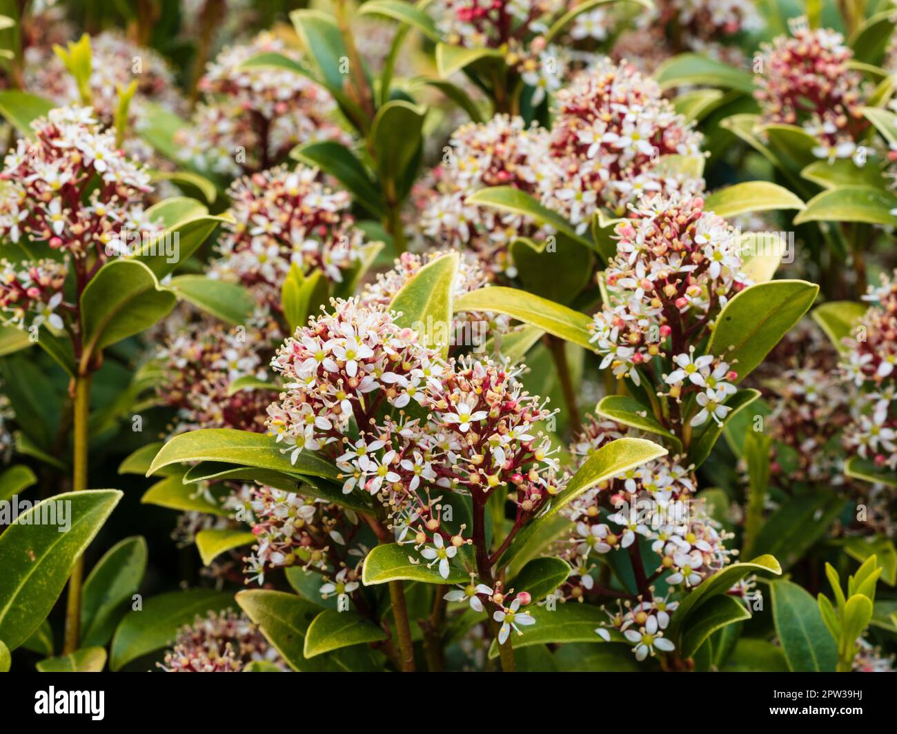 Teste di fiori massaggiate dell'arbusto sempreverde a fiori primaverili, Skimmia japonica 'Ruby Dome' Foto Stock