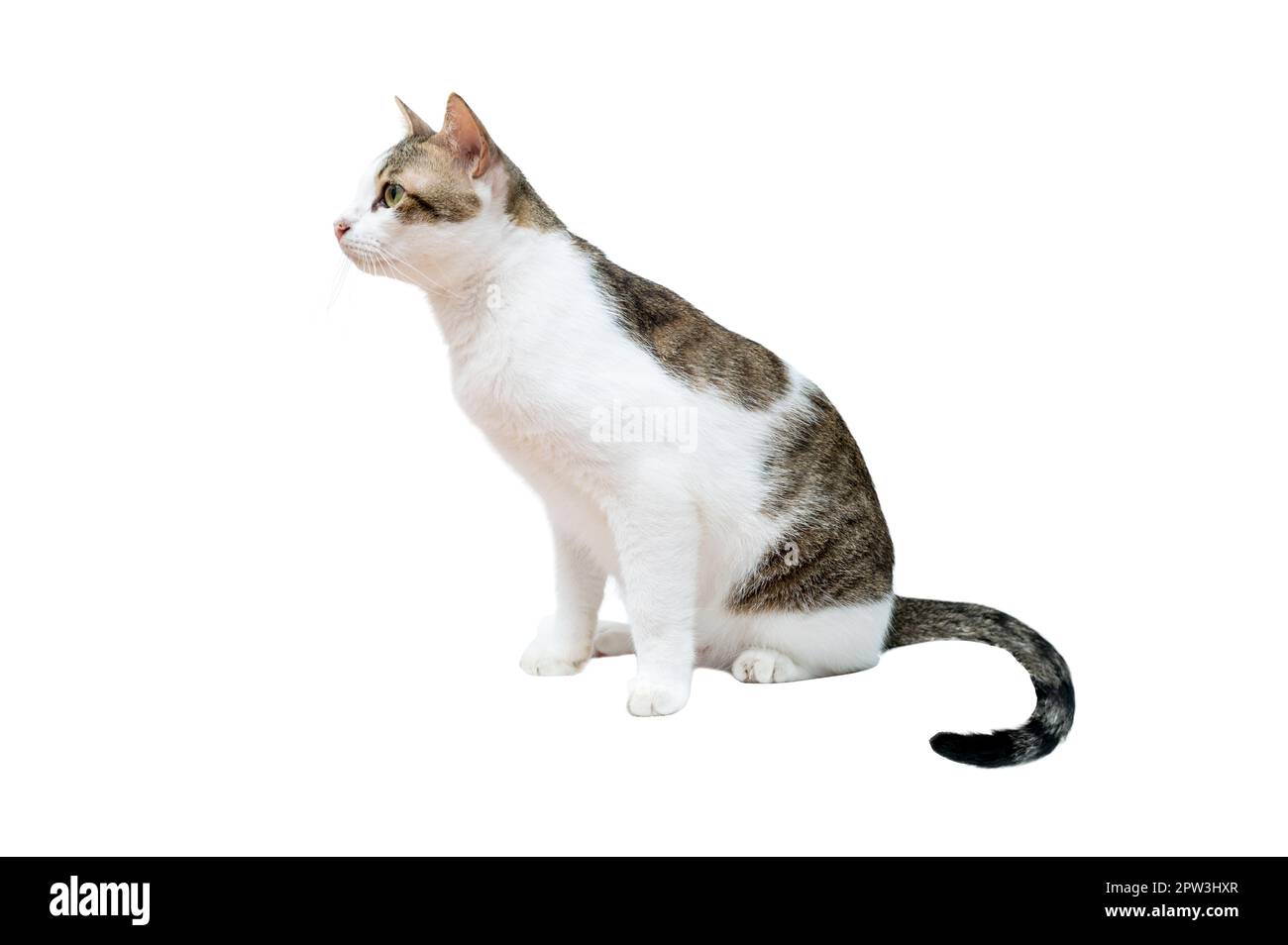 Gatto bianco con strisce nere, sfondo bianco, isolato Foto Stock