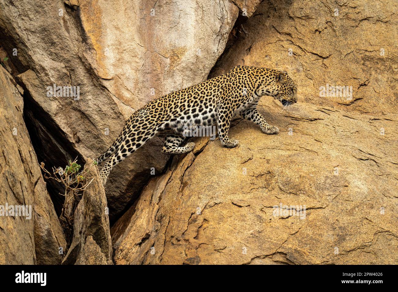 Leopard si allunga per attraversare lo spazio tra le rocce Foto Stock