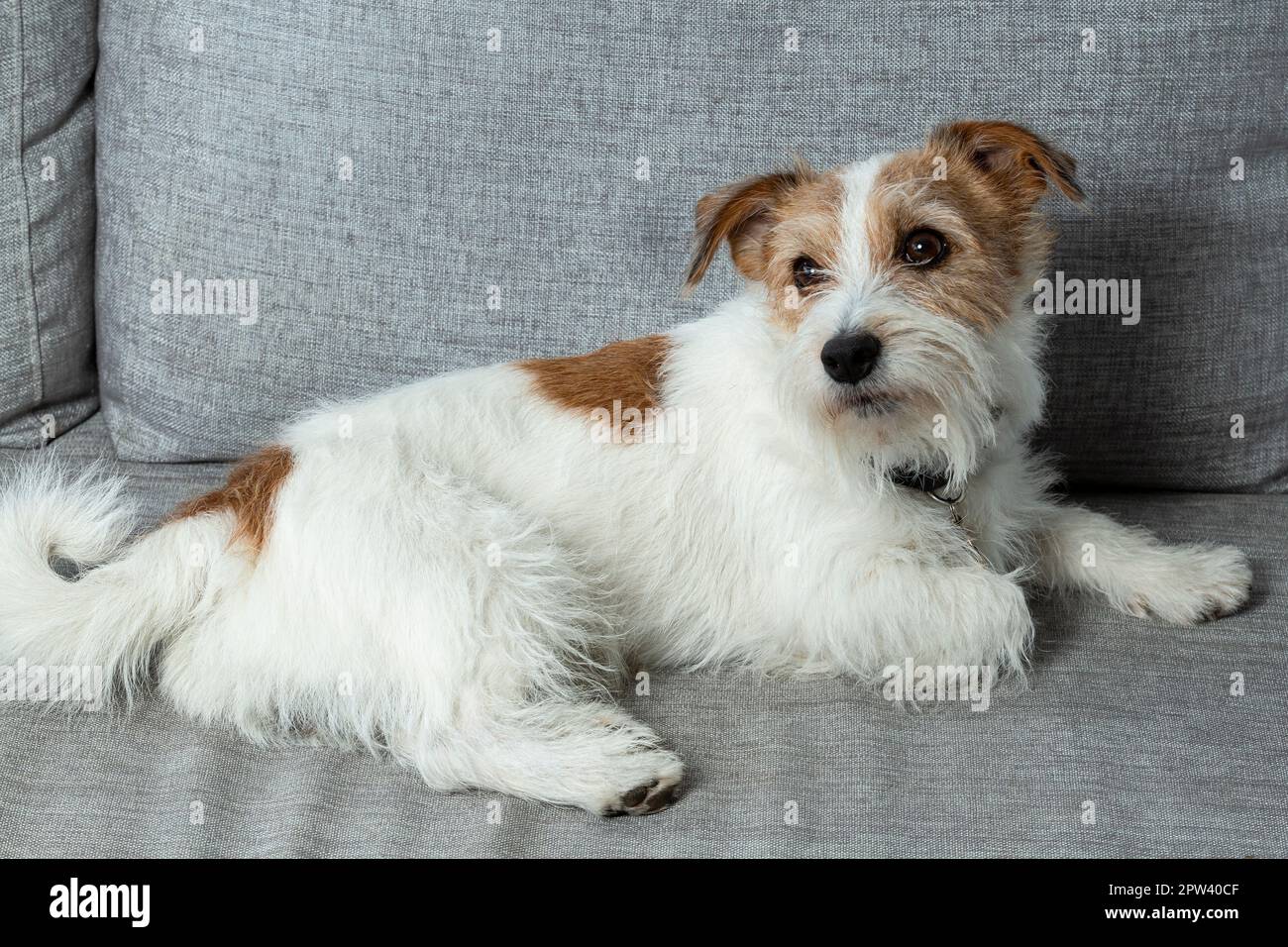 Adorabile cane da compagnia Kromfohrlander PET con macchie marroni Foto Stock