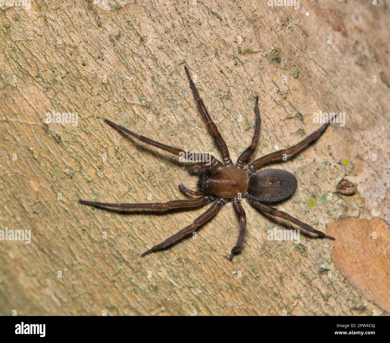Hacklemesh Weaver Spider (Metaltella simoni) caccia alla preda di insetti su un albero di mirto Crepe di notte a Houston, Texas. Foto Stock