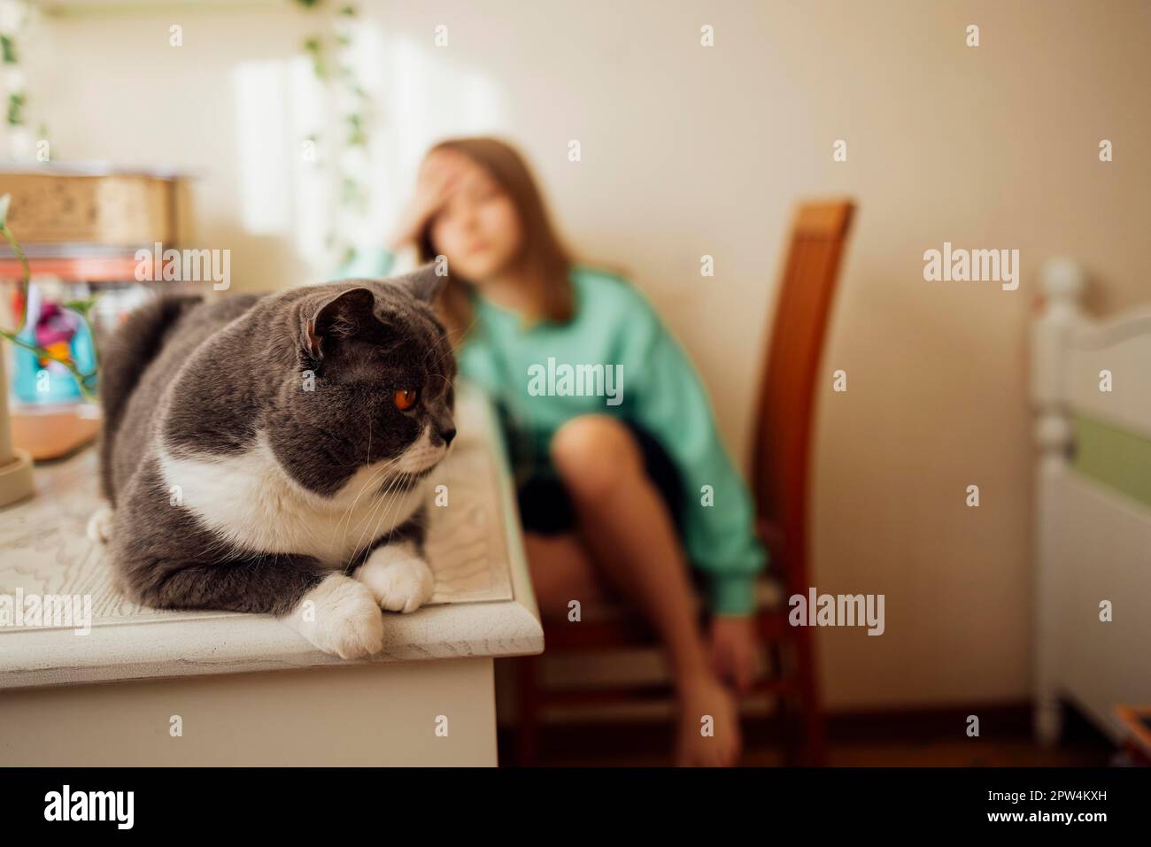 Primo piano di un gatto domestico carino ben curato. Gli animali domestici sono seduti sul tavolo nella camera da letto. Sfocatura bianca teen ragazza sfocata come sfondo. Spazio di copia Foto Stock