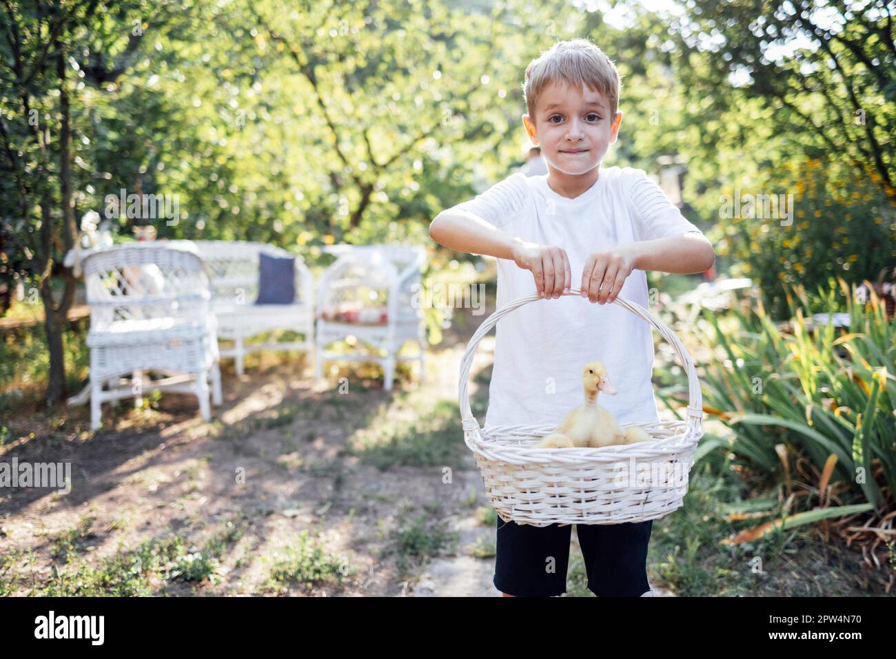 Primo piano di piccoli anatroccoli gialli in un cesto di vimini bianco. Il bambino in una t-shirt bianca sta tenendo un vasetto con gli accoccoli carini dell'animale domestico. Bambini e. Foto Stock