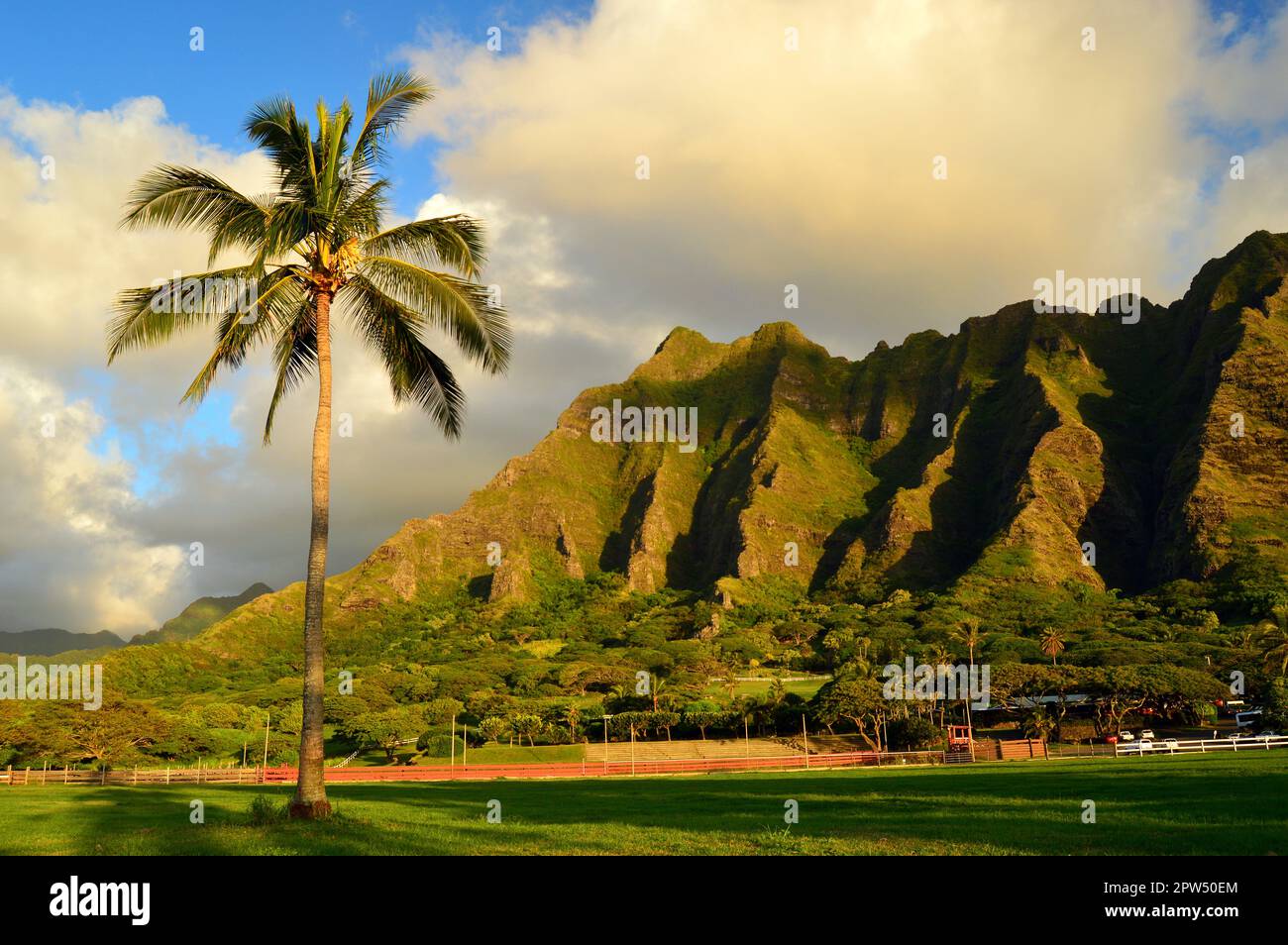 Una palma tropicale sorge al Kualoa Ranch sull'Isola di Oahu di fronte ad una montagna rigida Foto Stock