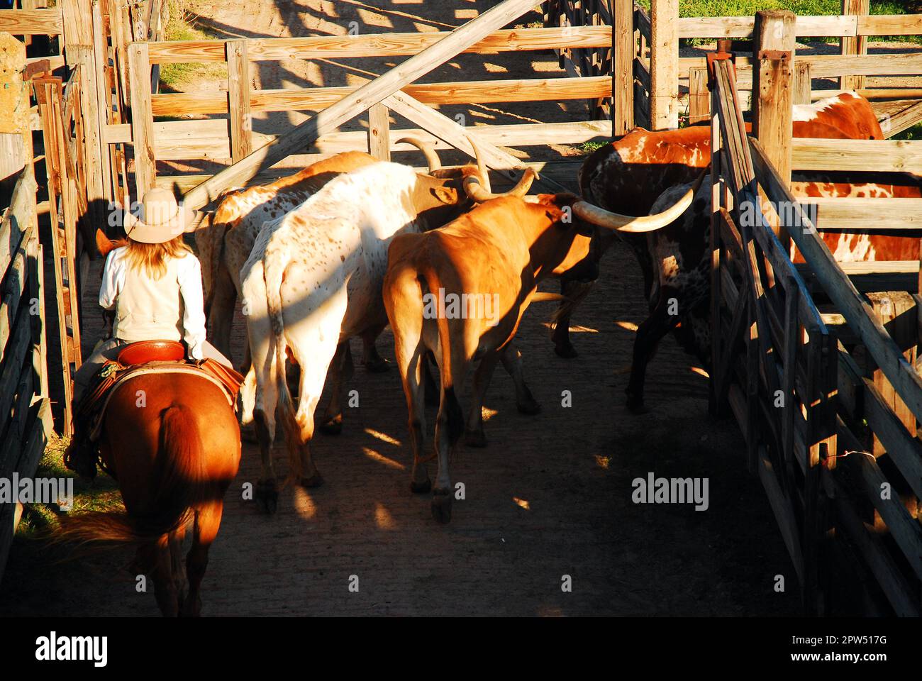 Tempo di arrotondamento al mercato del bestiame di ft Worth Foto Stock