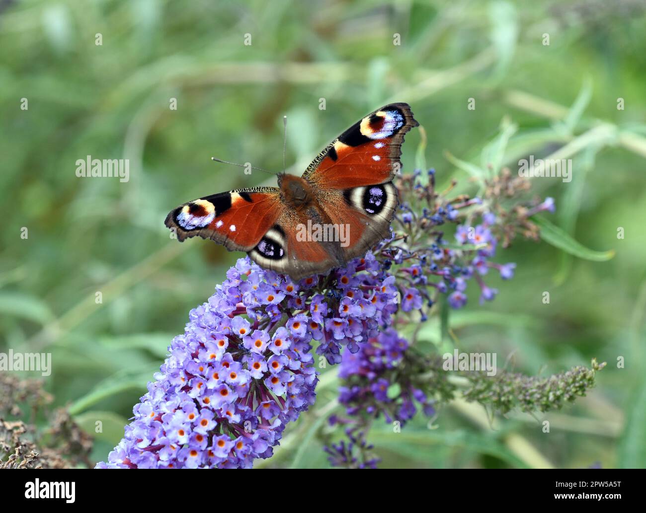 Schmetterlinge sind Insekten mit grossen Fluegeln. Le farfalle sono insetti con ali grandi. Foto Stock