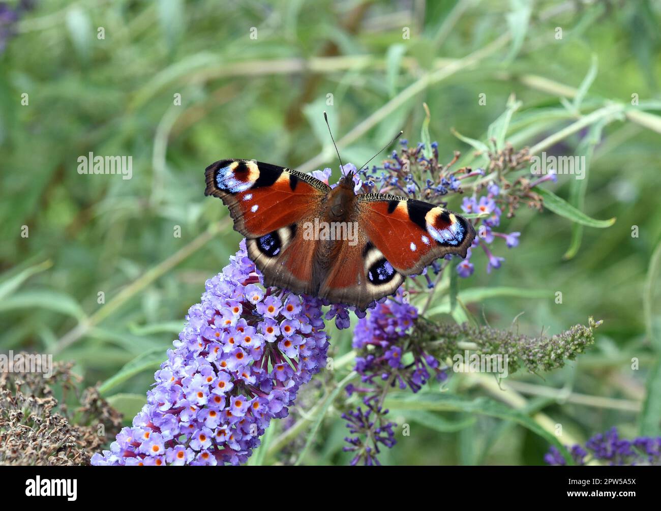 Schmetterlinge sind Insekten mit grossen Fluegeln. Le farfalle sono insetti con ali grandi. Foto Stock