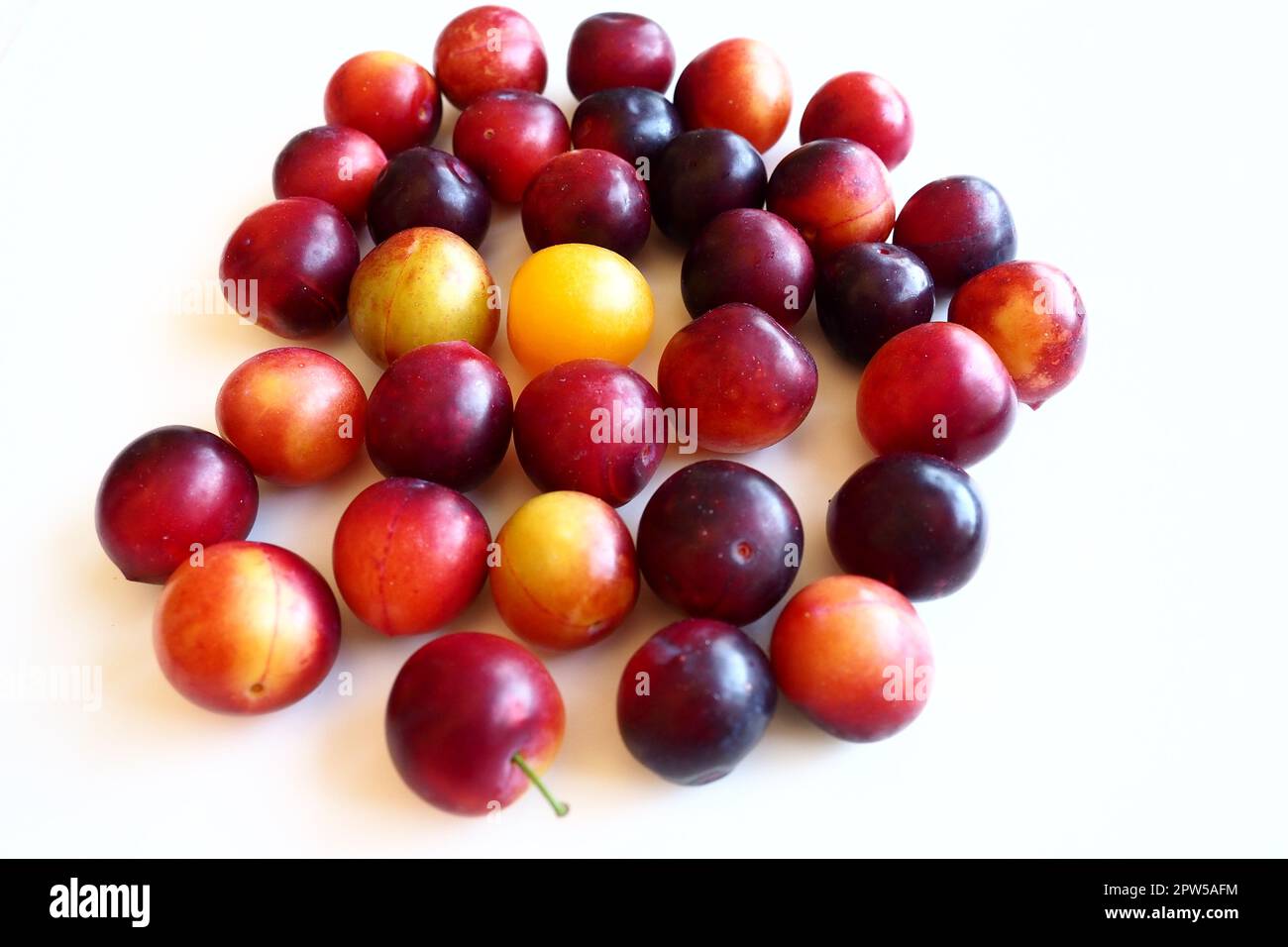 Ciliegia prugna su sfondo bianco. Un impasto giallo-rosso di prugna di ciliegia appena rimosso da un albero. Deliziosi frutti di bosco freschi di prugne. Ampia e appetitosa ciliegia prugna f Foto Stock