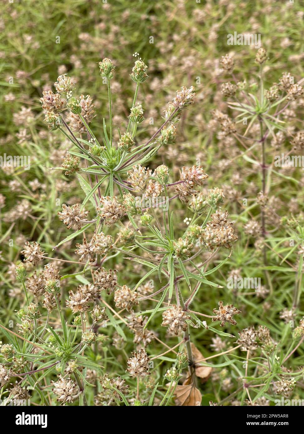 Fohsamen, afra plantago ist eine wichtige Heilpflanze und wird haeufig in der Medizin verwendet. Die Pfianze einjaehrig. Psillium nero, Afra pla Foto Stock