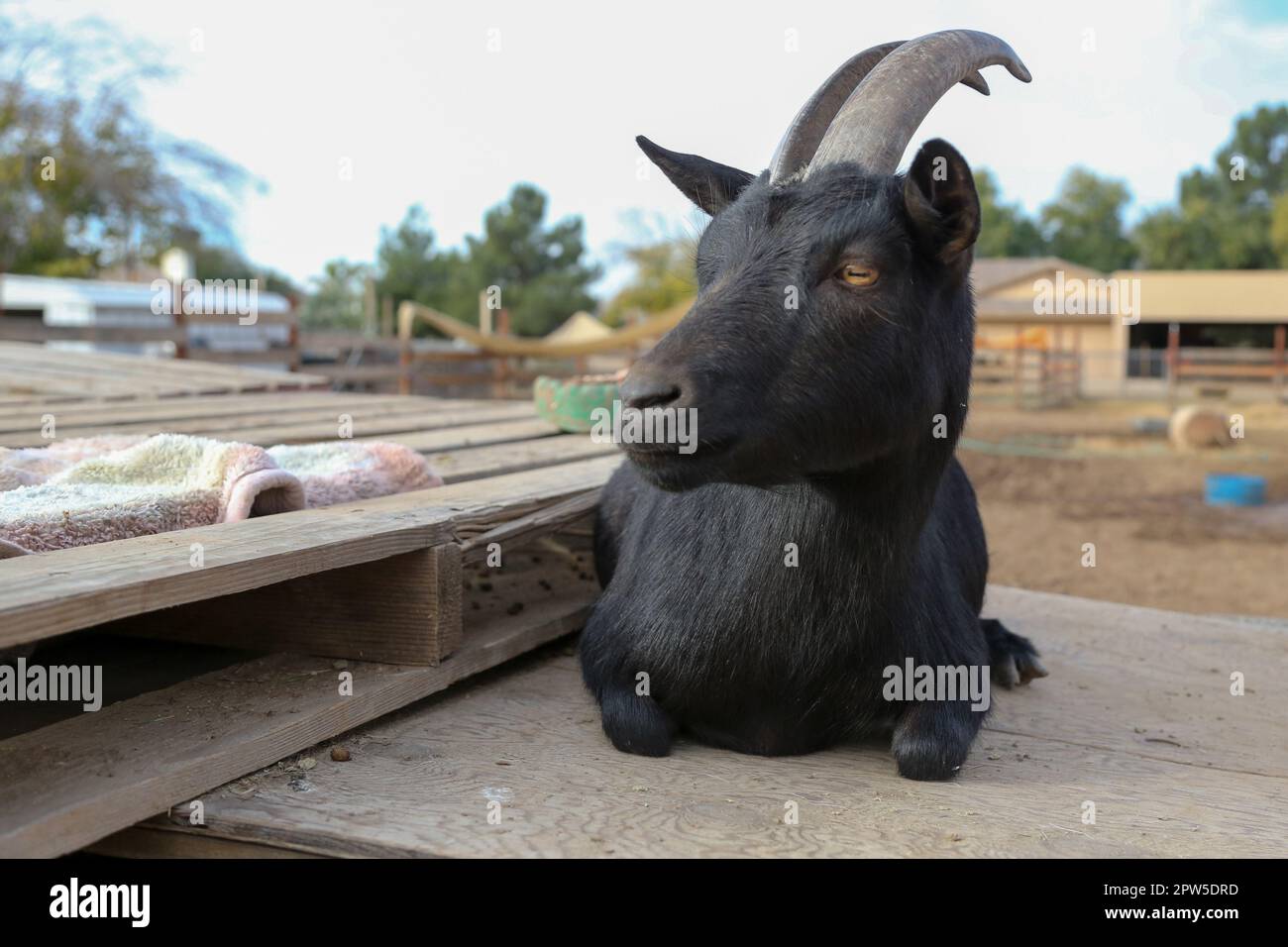 Capra nera Foto Stock