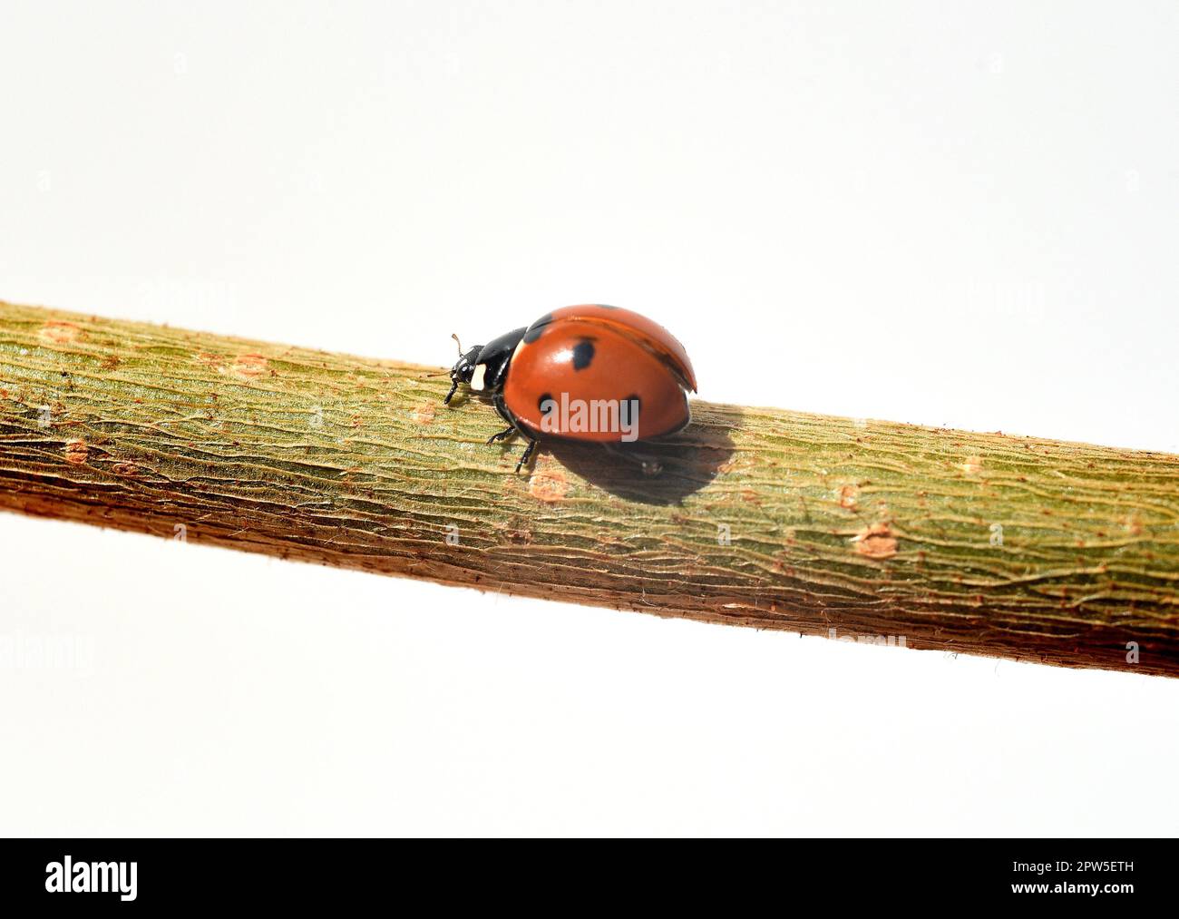 Marienkaefer, Coccinella semptempunctata, ist ein huebscher roter della Kaefer mit schwarzen Punkte. Insekt Das ist sehr nuetzlich und frisst viele Blattlae Foto Stock