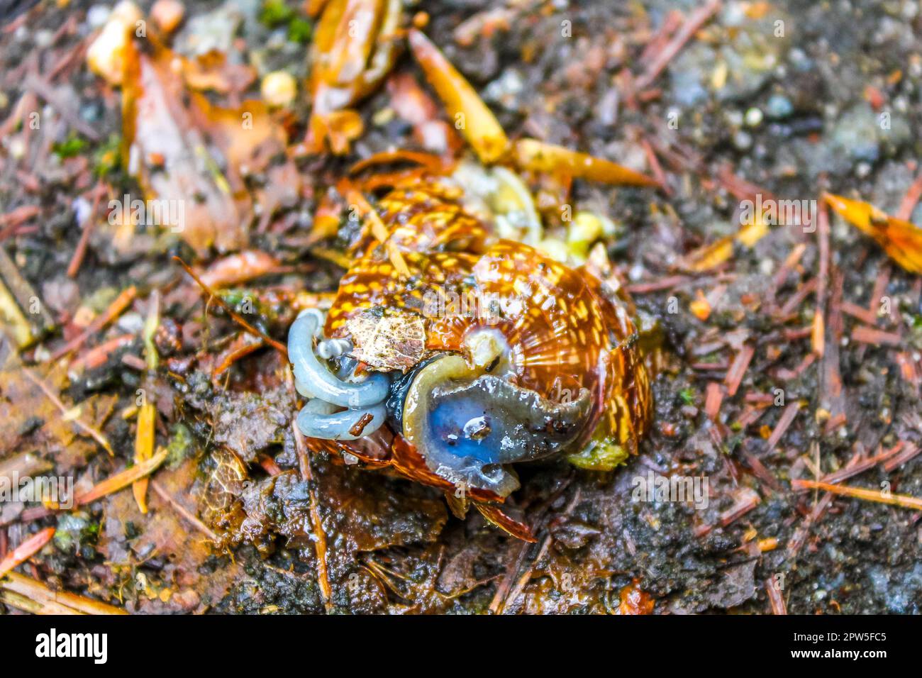 Calpestata la lumaca con il lime nella foresta di Drangstedt in Geestland Cuxhaven bassa Sassonia Germania. Foto Stock