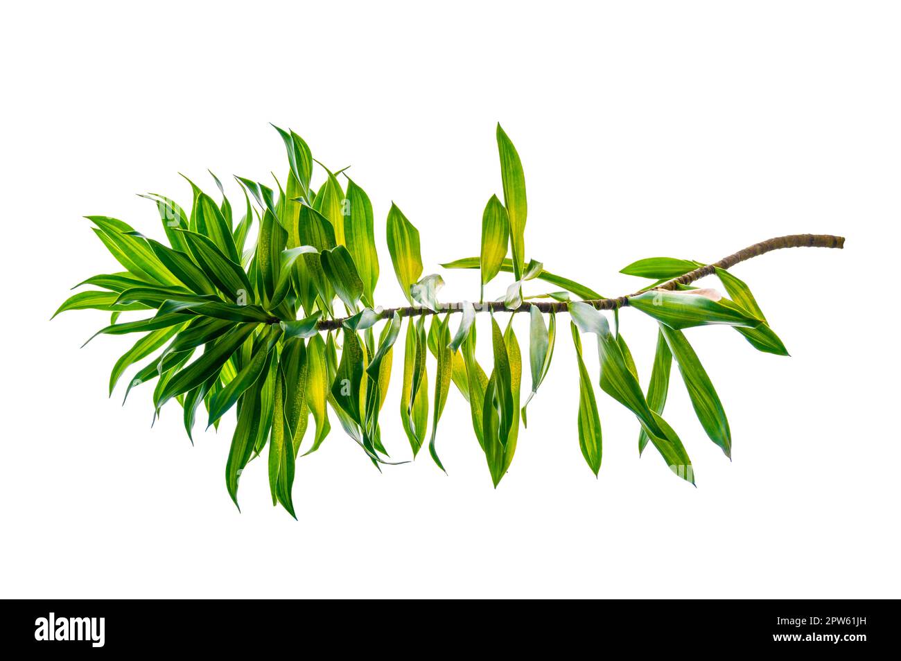 Fragrante albero di Dracaena Dracaena fragrans sfondo bianco Foto Stock