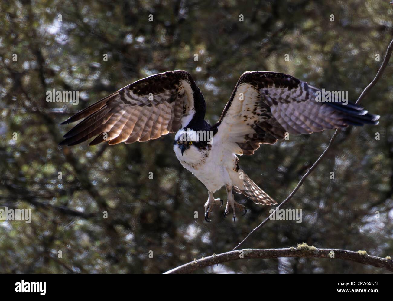 Pesca all'Osprey nell'Eleven Mile Canyon Foto Stock