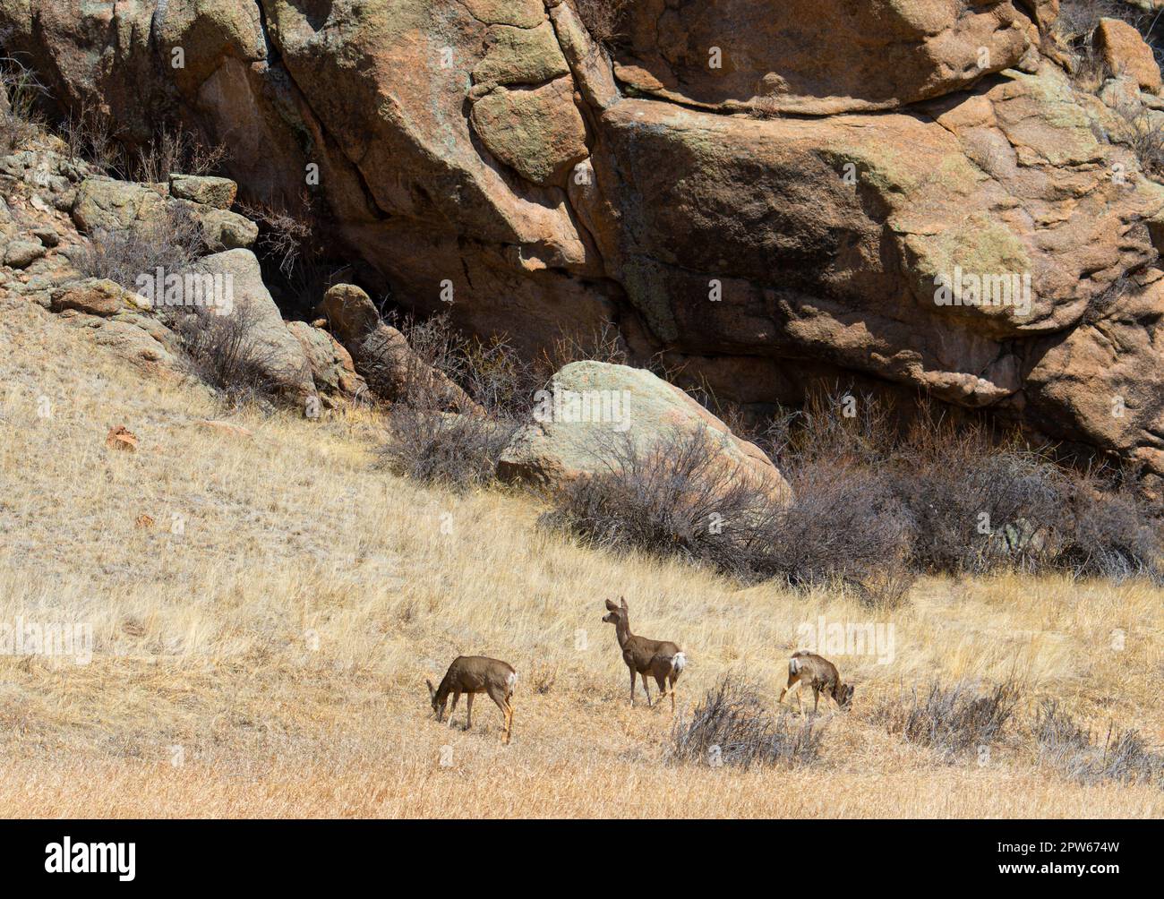 Mandria di cervi mulo fa in Eleven Mile Canyon Colorado Foto Stock