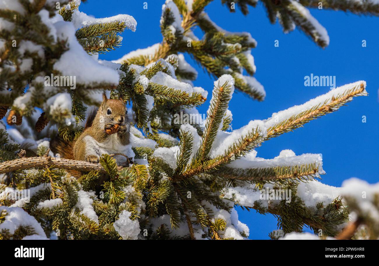 Scoiattolo rosso che si nutre in un albero di abete bianco nel Wisconsin settentrionale. Foto Stock