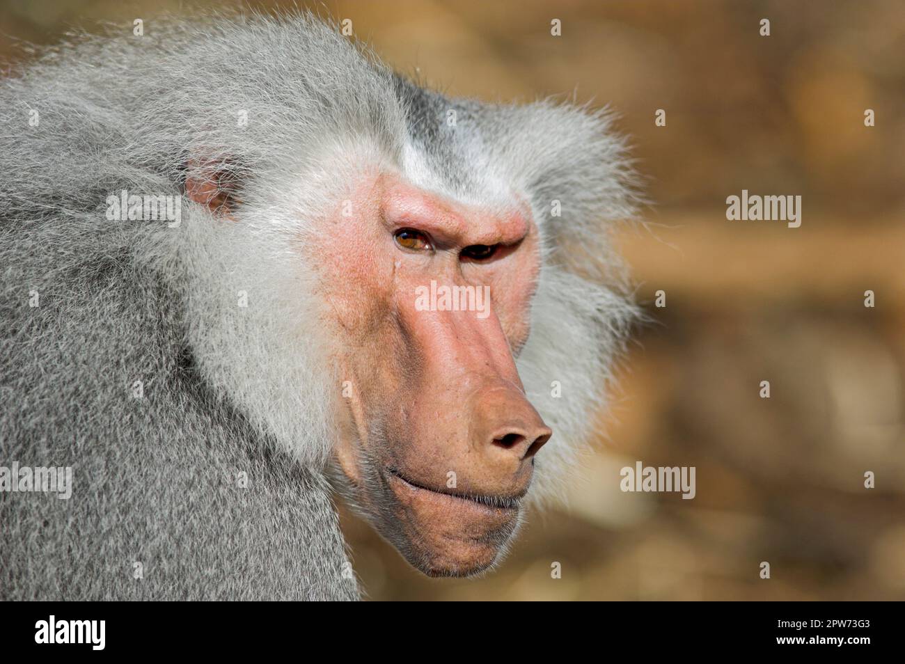 Un babbuino maschio esamina attentamente e scetticamente il suo ambiente circostante Foto Stock