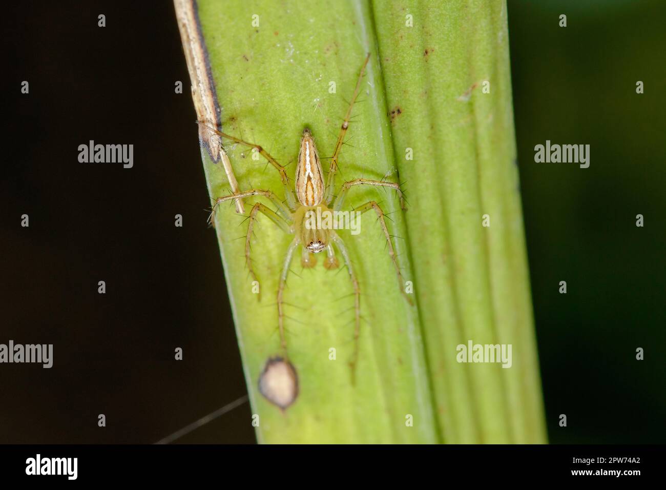 Oxyopes javanus Throll sulle foglie può saltare a prendere preda. Foto Stock