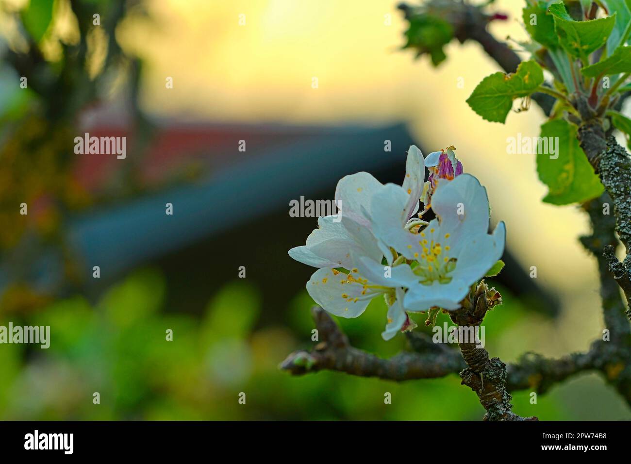 Fioritura dei ciliegi. Ramo di ciliegio in fiore. Ciliegio in fiore. Foto Stock