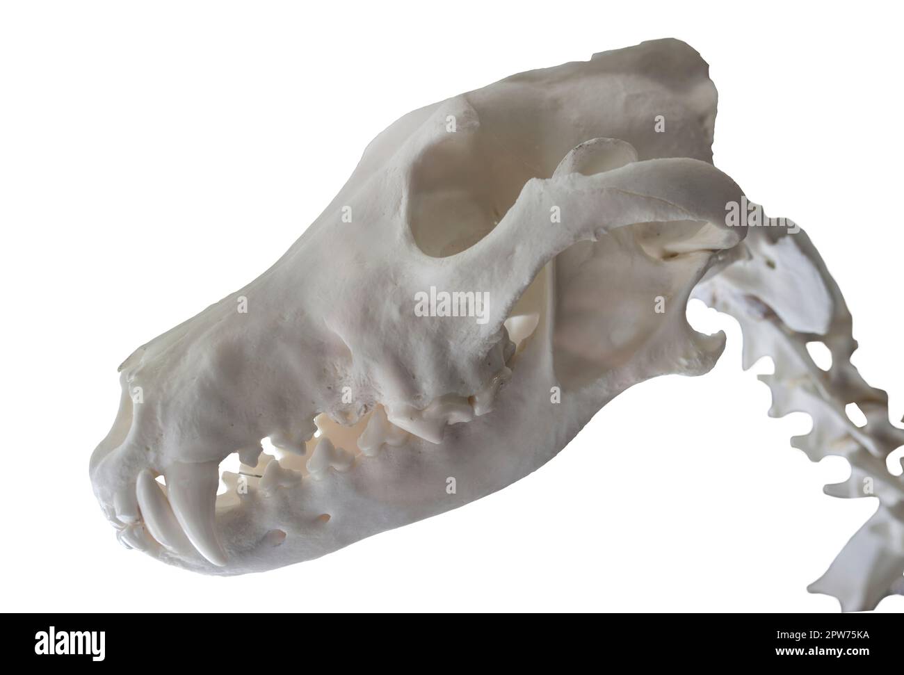 Cranio e collo del lupo iberico, chiamato anche canis lupus signatus. Isolato su sfondo bianco Foto Stock