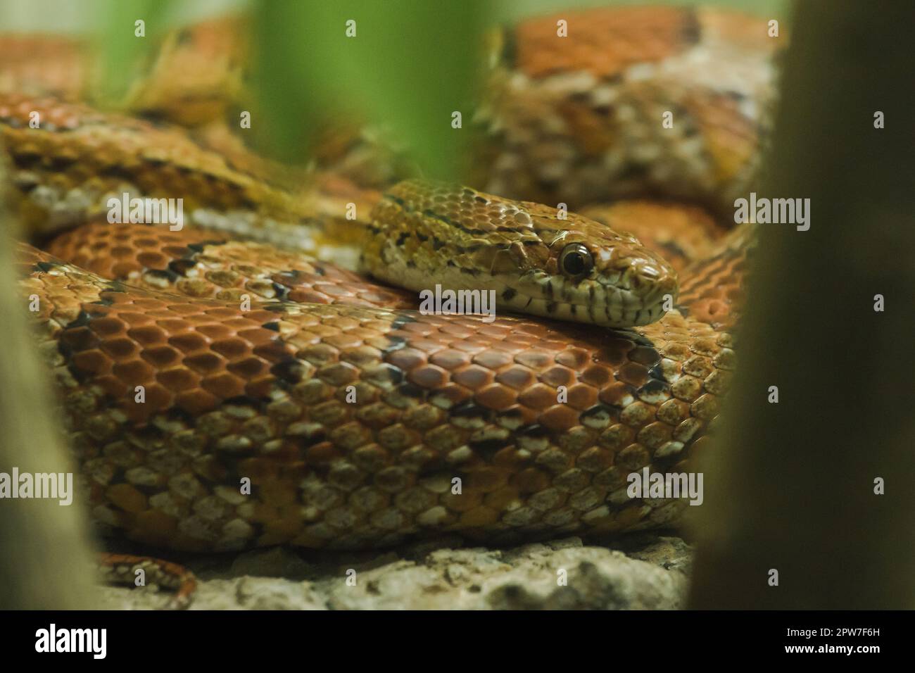 Il serpente di mais sulla roccia è un serpente che è stato popolare per elevare i colori bei Foto Stock