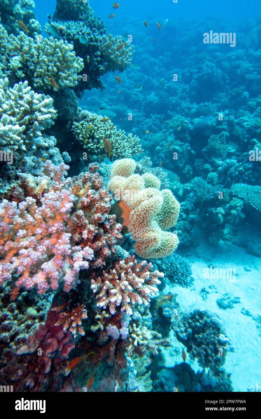 Barriera corallina colorata e pittoresca in fondo al mare tropicale, coralli  duri e coralli gialli in pelle di sarcophyton, paesaggio subacqueo Foto  stock - Alamy