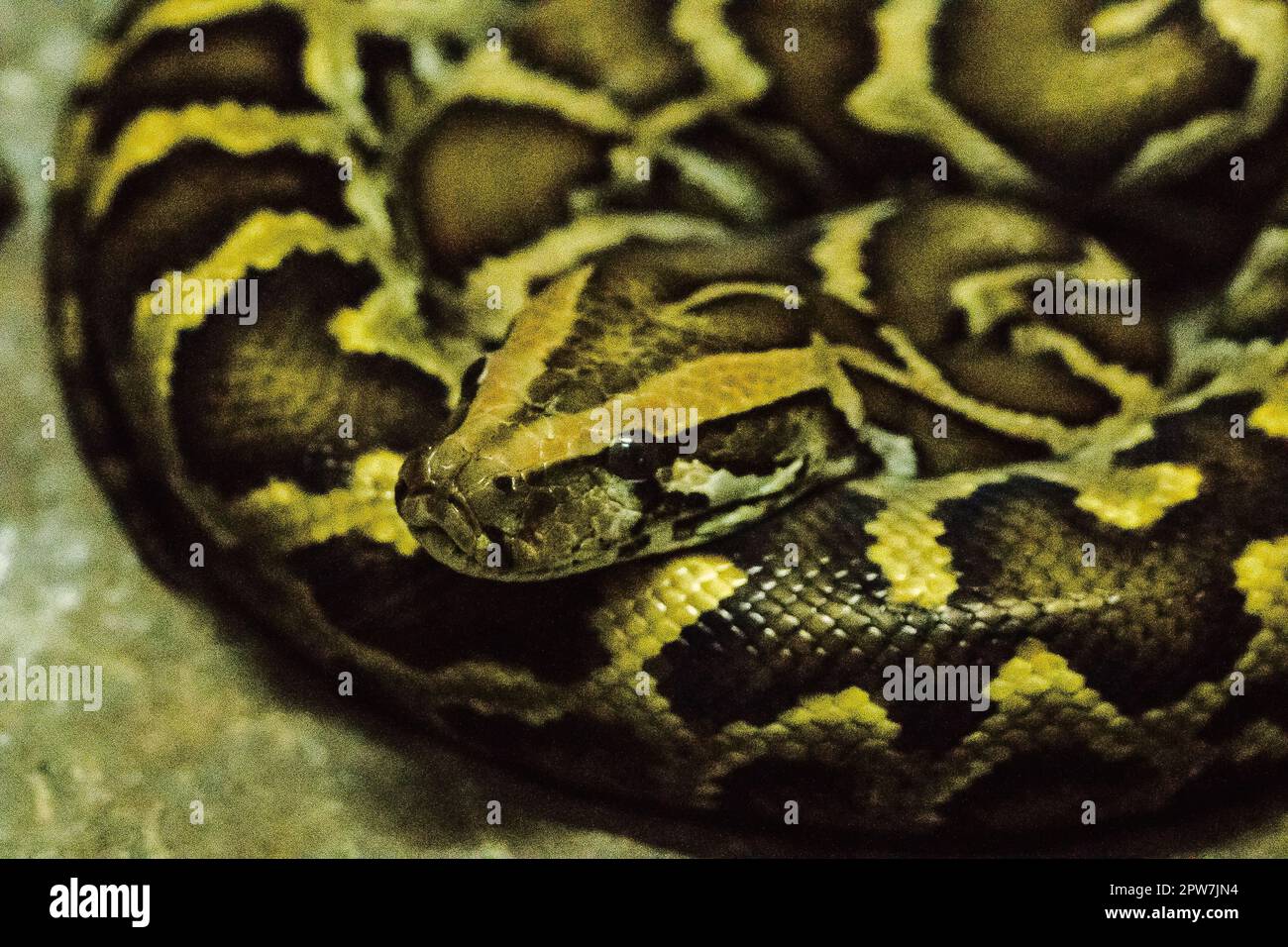 Python bivittatus è un grande serpente velenoso, uno dei sei serpenti più grandi del mondo. Foto Stock