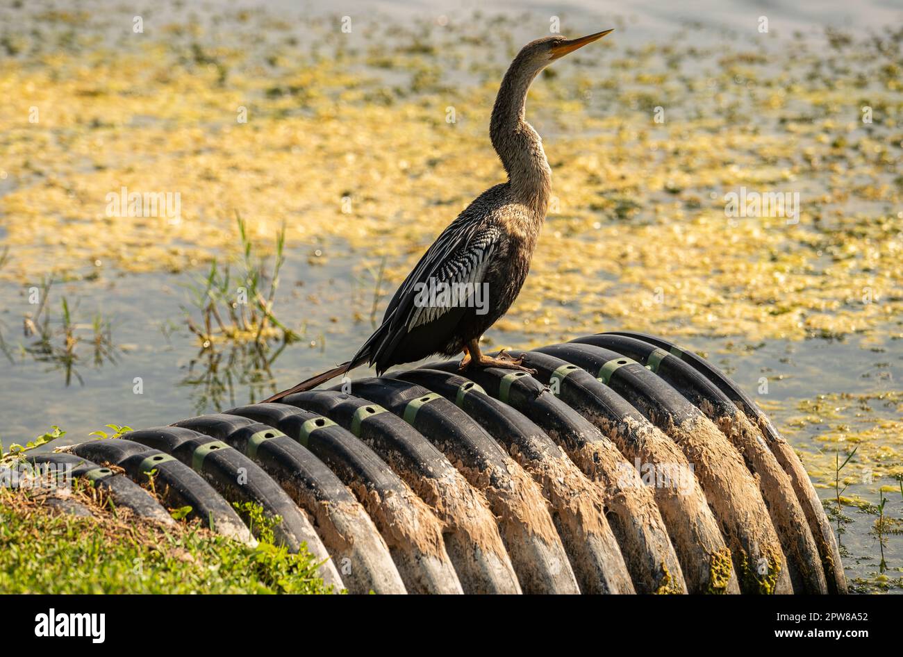 Anhinga - Surfacing dalle loro immersioni per inseguire i pesci, anhinga, con il loro collo lungo, assomiglia a serpenti all'attenzione. Foto Stock