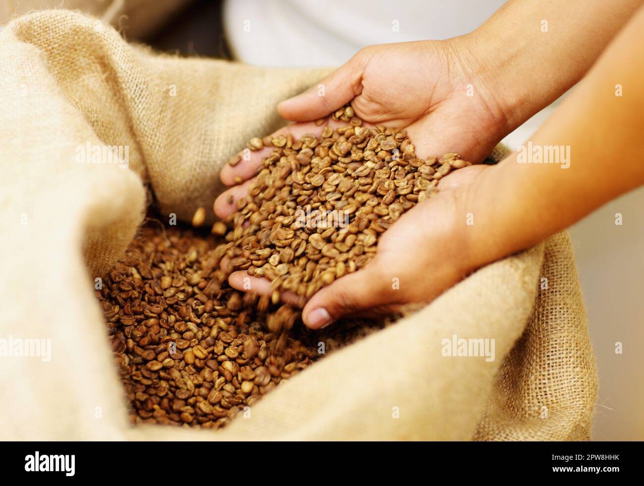 Mani, produzione e chicchi di caffè in un sacco di tela per caffeina biologica, naturale e fresca. Industria, grano e primo piano di un barista con crudo Foto Stock