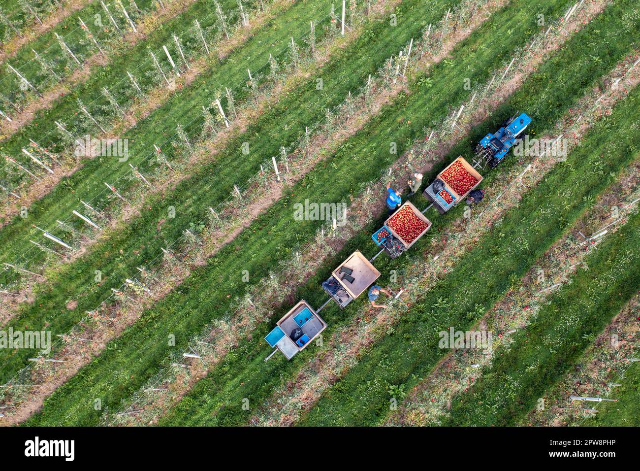 Paesi Bassi, Tricht, raccolto di frutta. Pera. Antenna. Paesi Bassi, Tricht, raccolto di frutta. Apple, Telstar. Vista aerea. Foto Stock