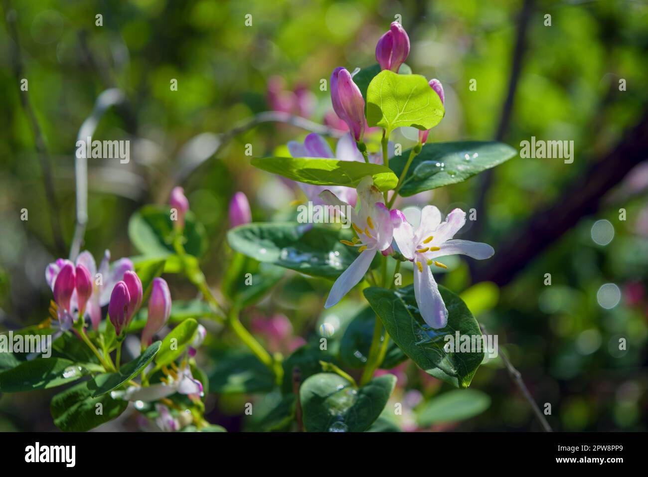 Arbusto fiorito decorativo Lonicera tatarica o Tatarian honeysuckle close-up. Foto Stock