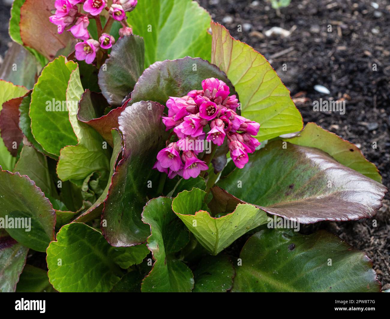 I fiori rosa profondi e le grandi foglie lucide di Bergenia 'Bressingham Ruby' Foto Stock