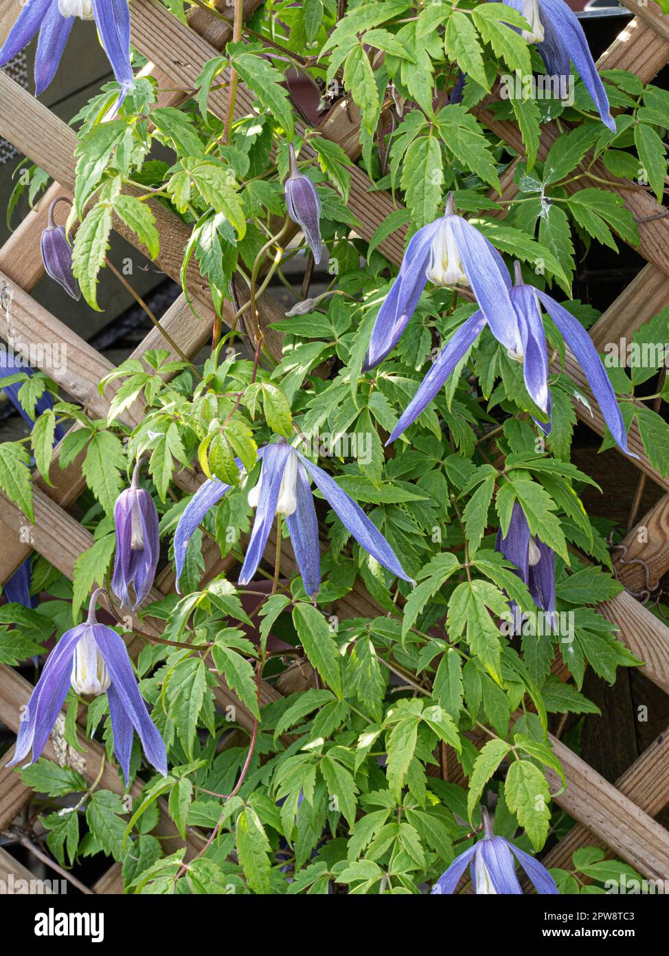 Clematis alpina 'Blue Dancer' che cresce su un trellis che mostra i fiori blu pallido appesi Foto Stock
