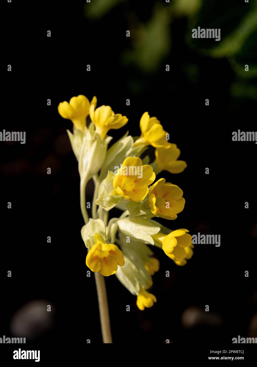 Primo piano di una singola testa di fiore del cowslip Primula veris Foto Stock
