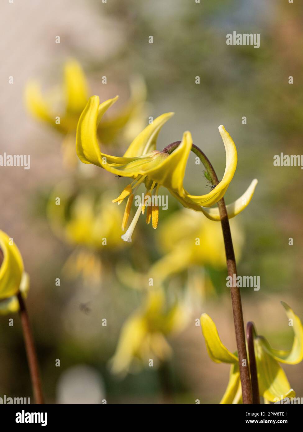 Un primo piano di un singolo fiore spike dei cani gialli dente viola Erythronium 'Pagoda' Foto Stock