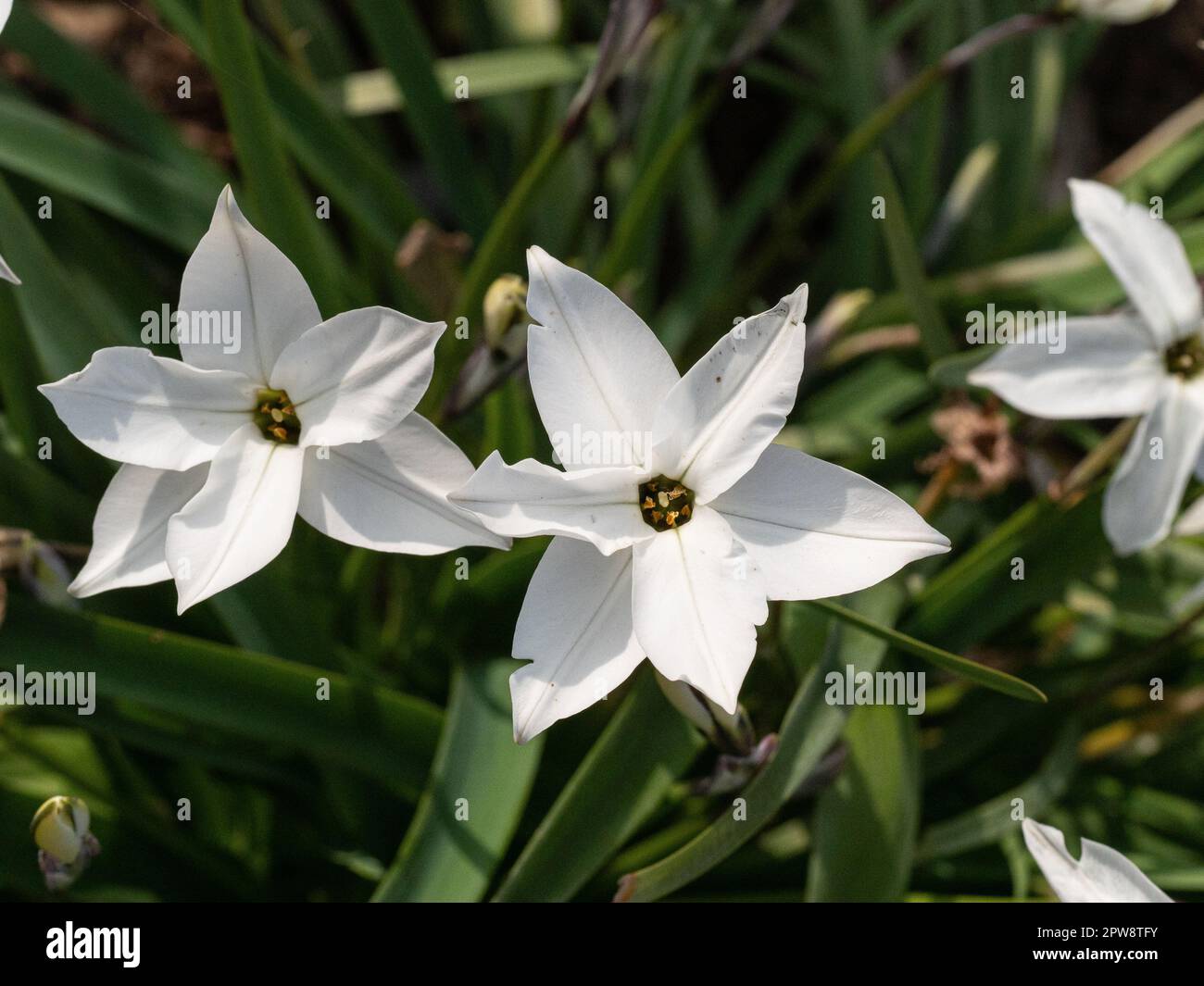 I fiori bianchi puri di stellato del primo Ipheion 'Alberto Castillo fiorito Foto Stock