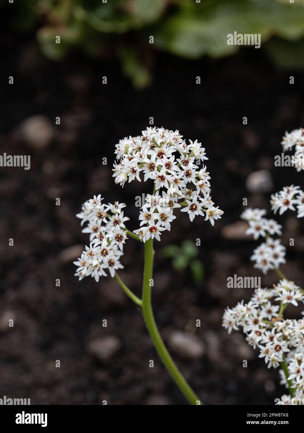 I piccoli fiori stellati bianchi di Mukdenia rossii Foto Stock