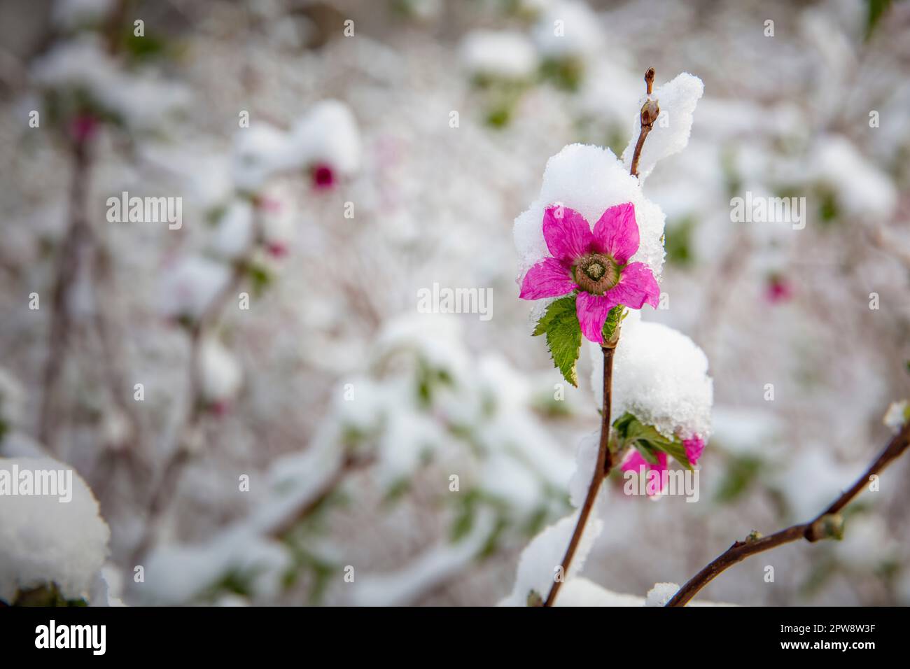 Paesi Bassi, Õs-Graveland, Õs-Gravelandse Buitenplaatsen, tenuta rurale Bantam.Snow, inverno, foresta. Primavera, fiore. Foto Stock