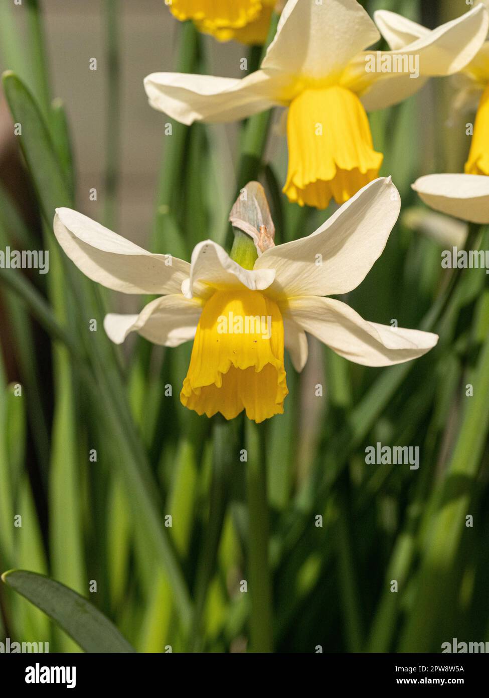 Primo piano di un unico fiore giallo e bianco dei Narciso 'Jack Snipe' Foto Stock