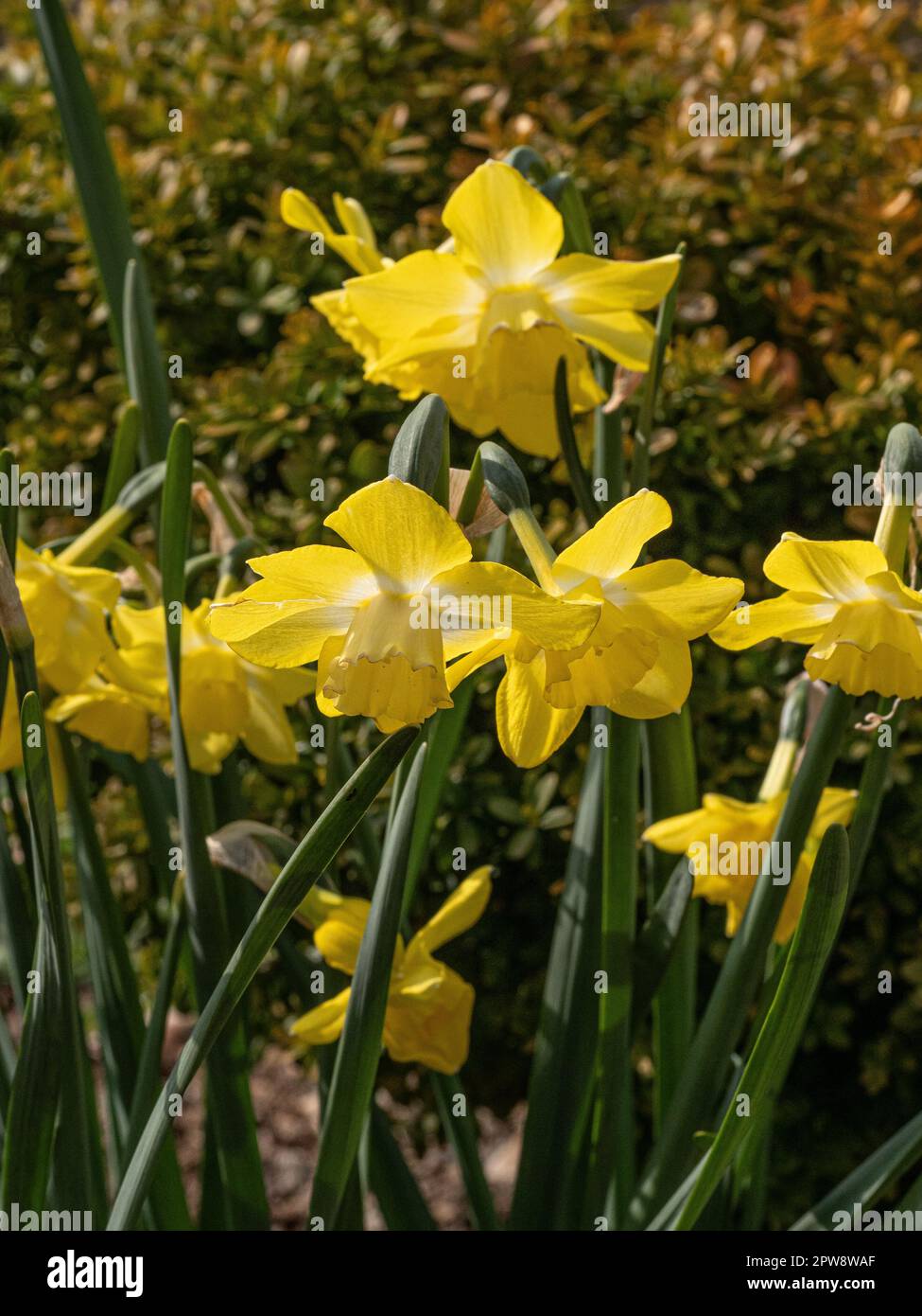 Un gruppo di fiori bianchi e gialli di primrose di Narcissus 'Pipit' Foto Stock
