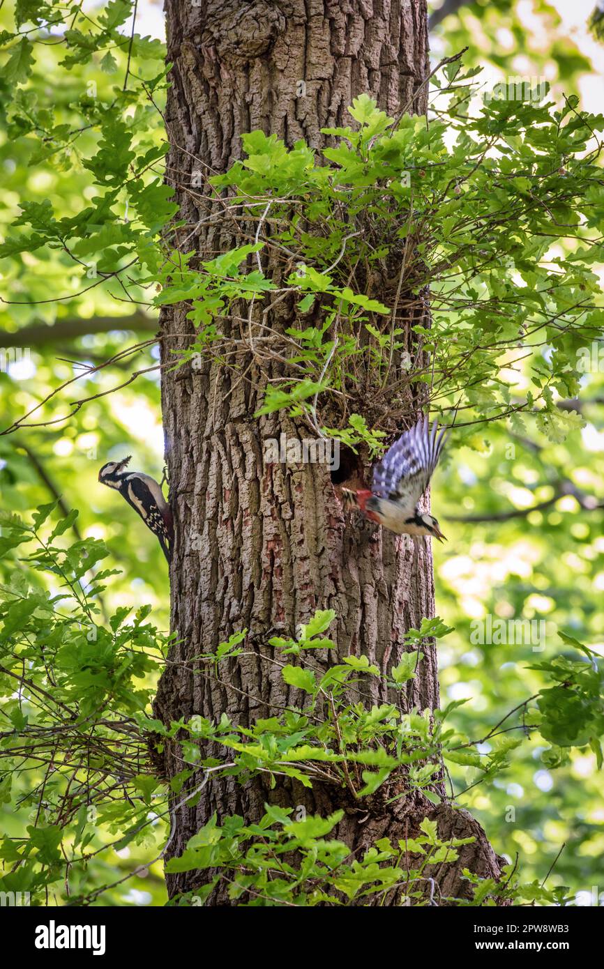 I Paesi Bassi, 's-Graveland, Picchio macchiato grande, (Dendrocopos maggiore). Maschio e femmina vicino nido con giovane in quercia. Foto Stock