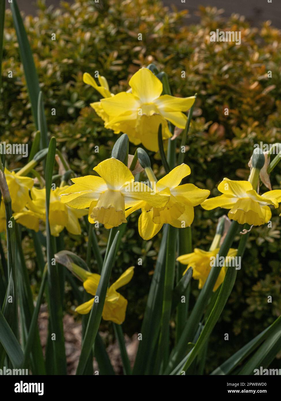 Un gruppo di fiori bianchi e gialli di primrose di Narcissus 'Pipit' Foto Stock