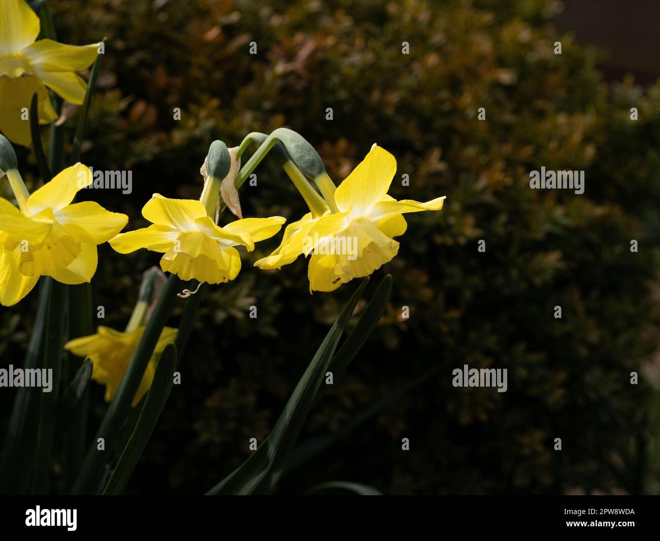 Un gruppo di fiori bianchi e gialli di primrose di Narcissus 'Pipit' Foto Stock