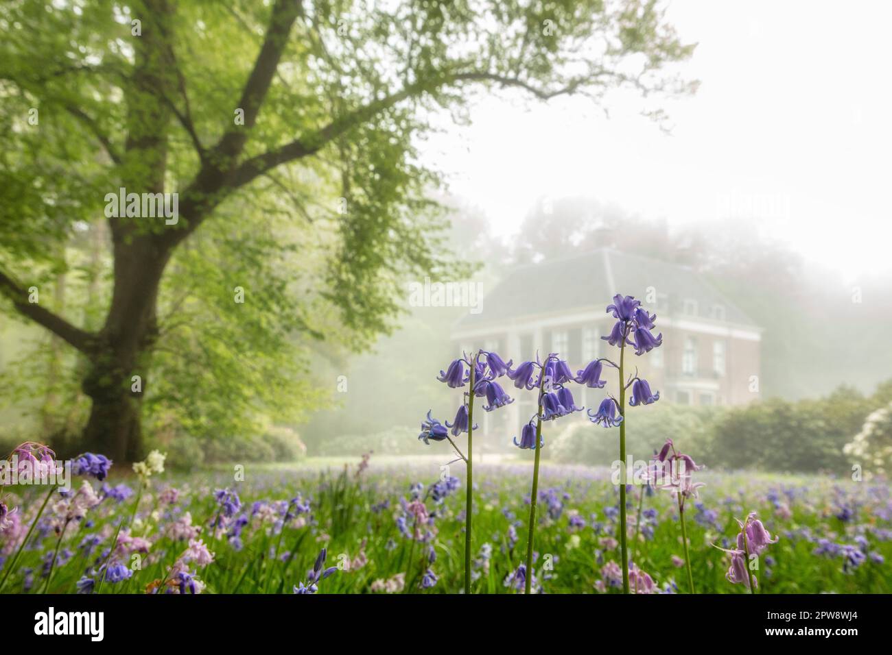 Paesi Bassi, 's-Graveland, Gooilust Rural Estate. Mansion, nebbia, primavera. Bluebells. Foto Stock
