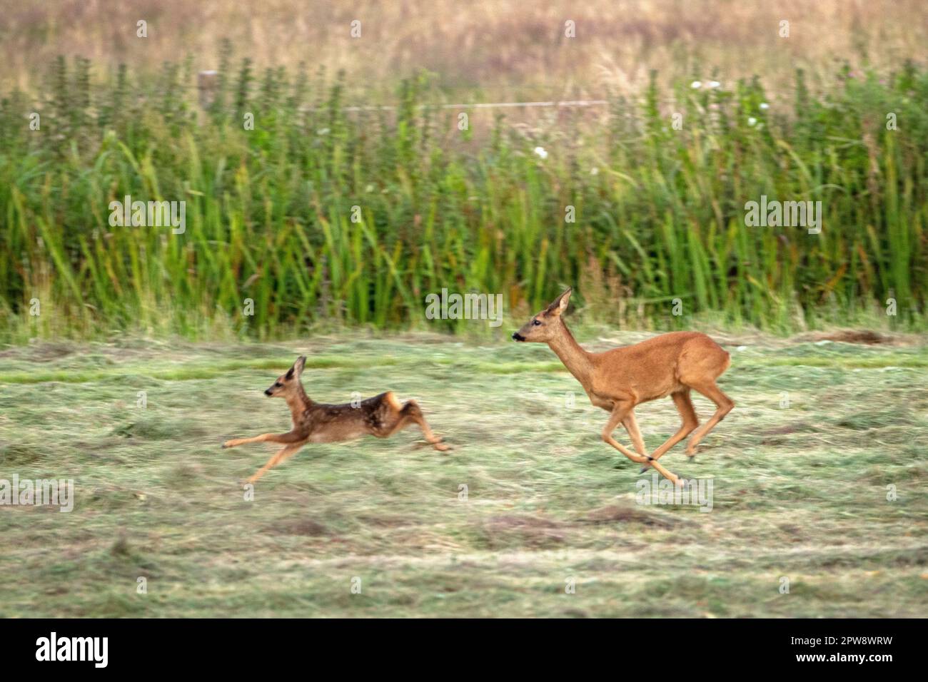 Paesi Bassi, Õs-Graveland, tenuta rurale Hilverbeek. Capriolo. Doe, femmina e bambi, giovane. Foto Stock