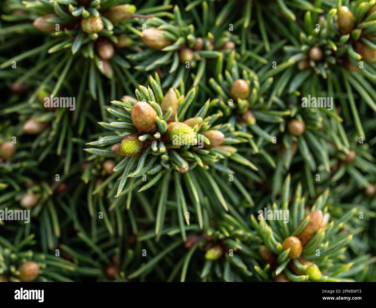 Primo piano di un nuovo germoglio di crescita scoppiante sulla conifera nana Picea glauca var albertiana 'Lilliput' Foto Stock