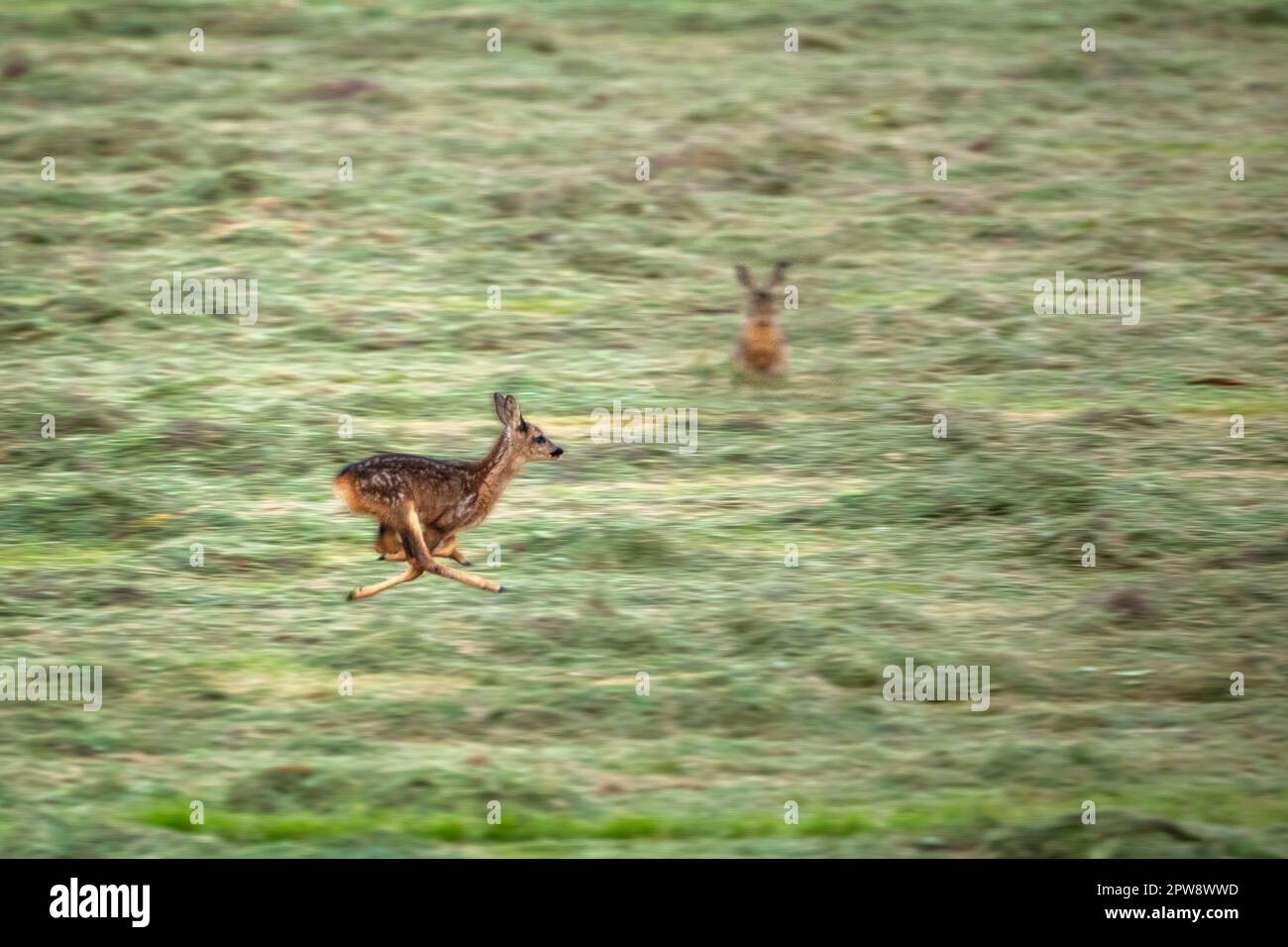 Paesi Bassi, Õs-Graveland, tenuta rurale Hilverbeek. Capriolo. Bambi, giovane. In esecuzione. Lepre. Foto Stock